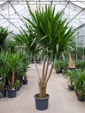 Dracena