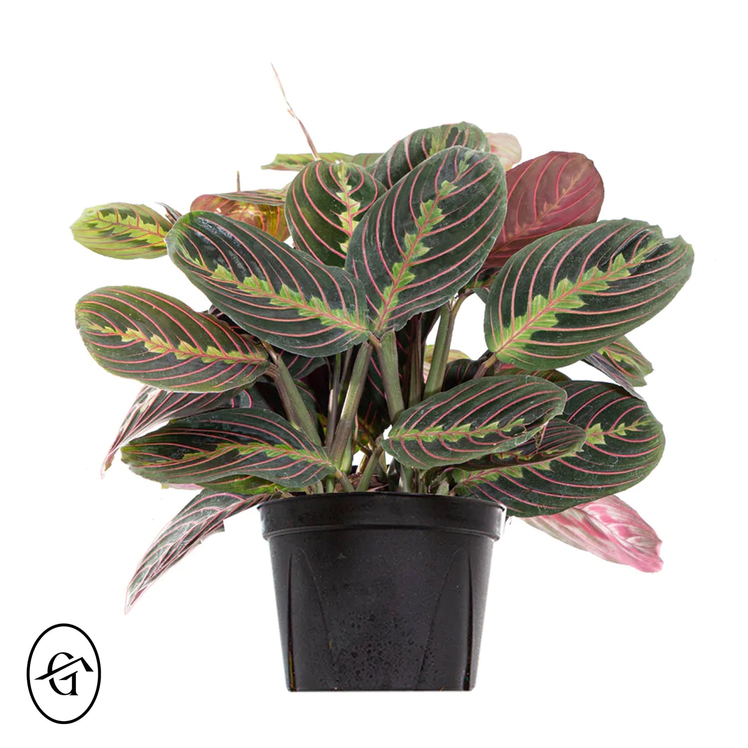 Calathea Maranta