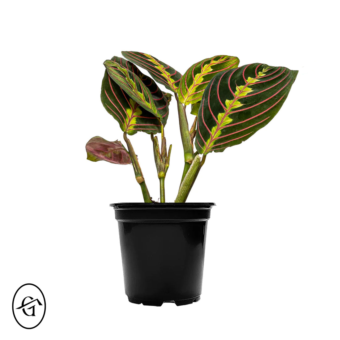 Calathea Maranta