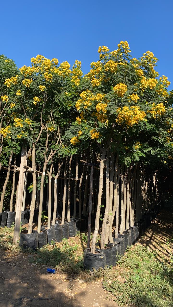 Cassia glauca