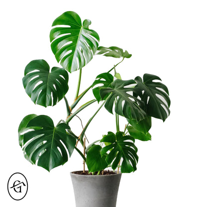 Monstera-Deliciosa