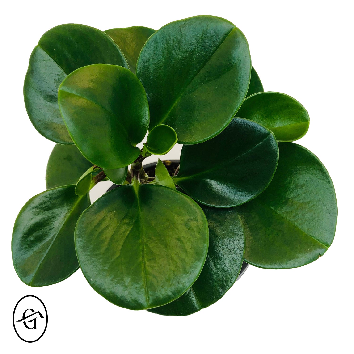 Peperomia-Obtusifolia