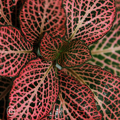 Red-Fittonia