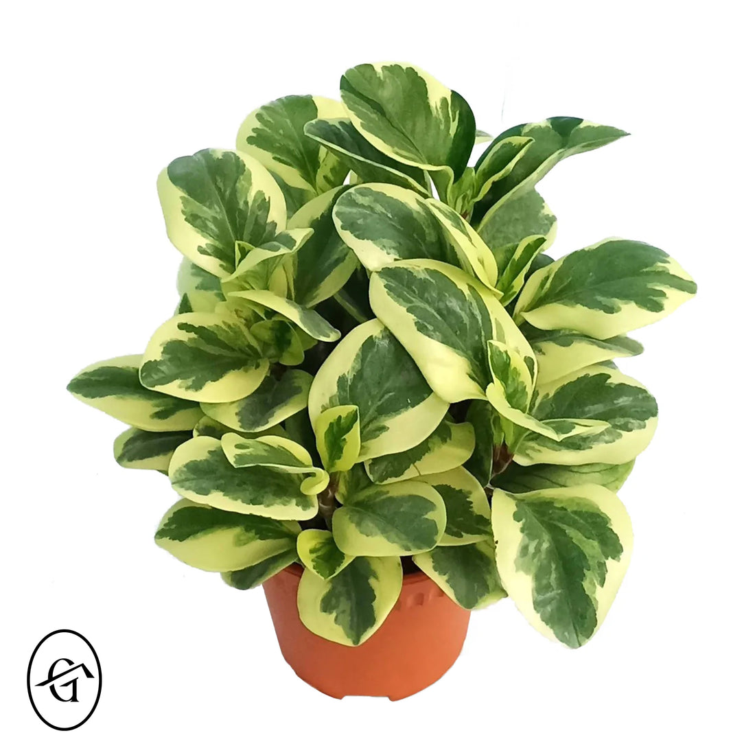 Peperomia-Obtusifolia