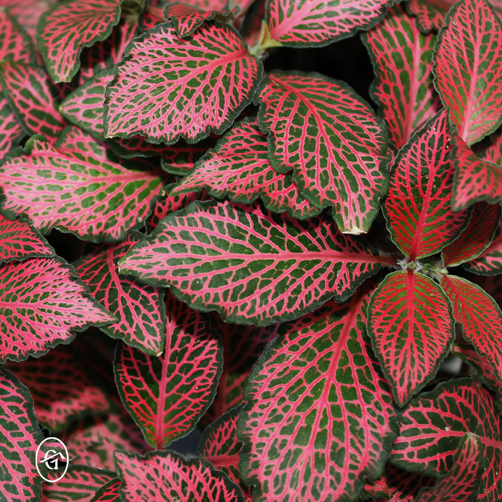 Red-Fittonia