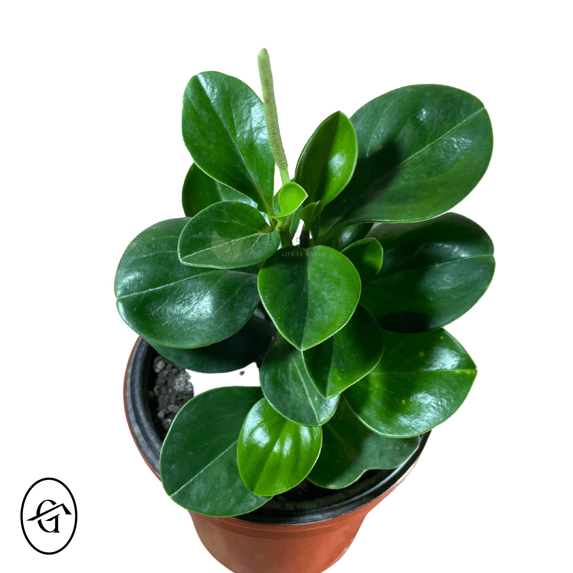 Peperomia-Obtusifolia