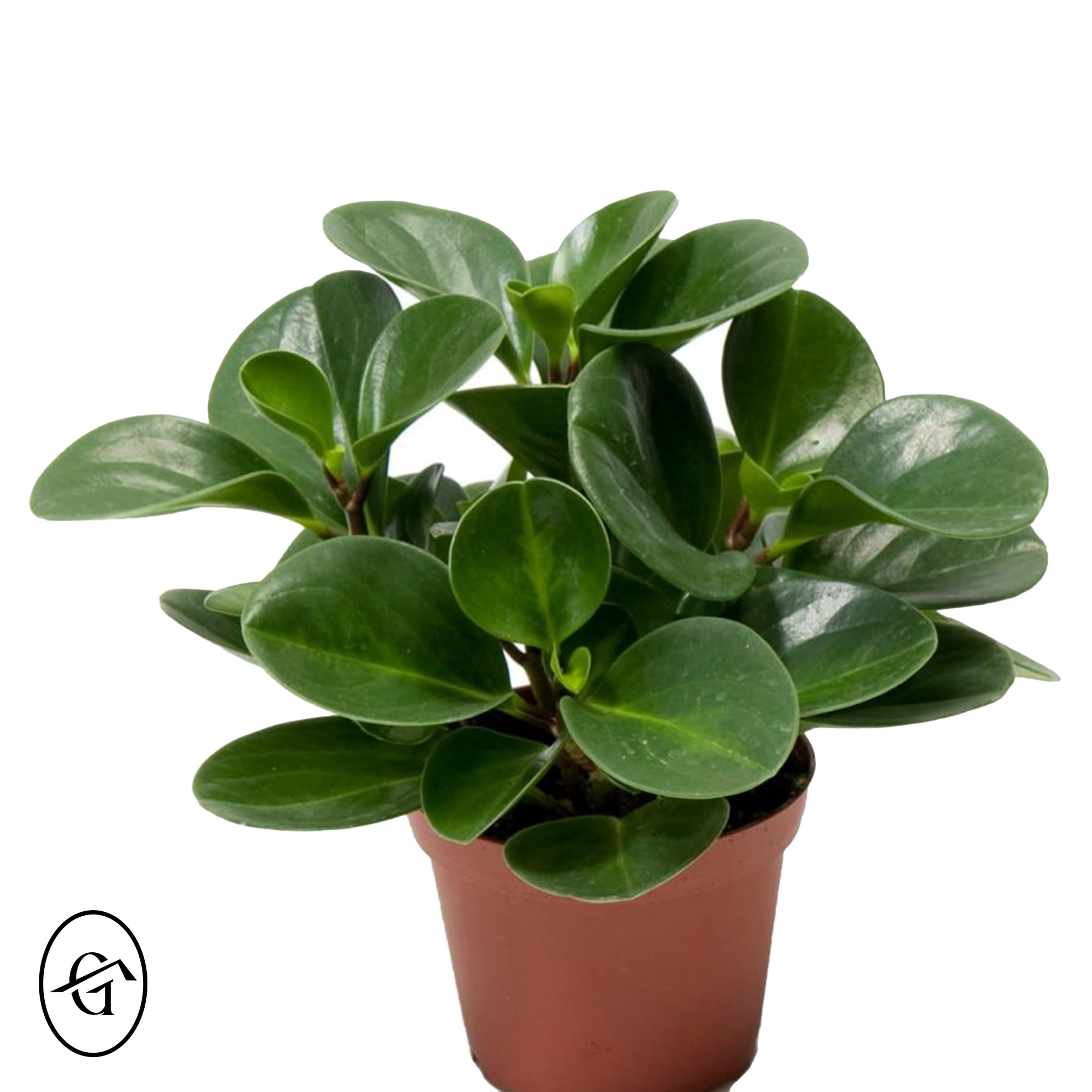 Peperomia-Obtusifolia