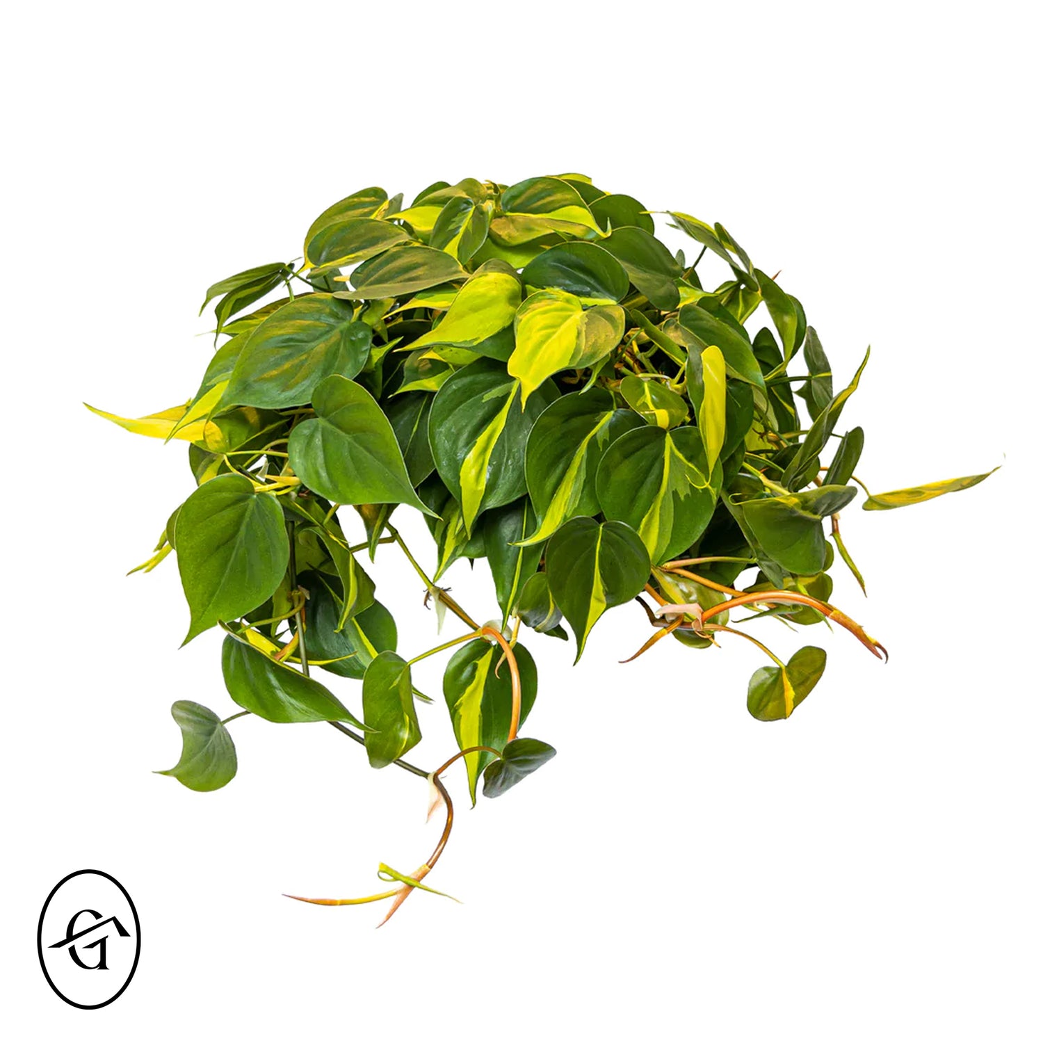 Brasil-Philodendron