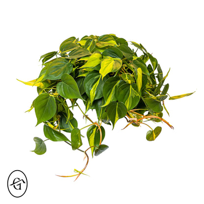 Brasil-Philodendron