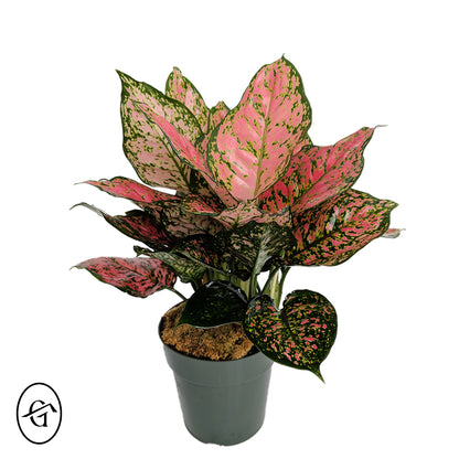 Aglaonema-Ruby-Ray