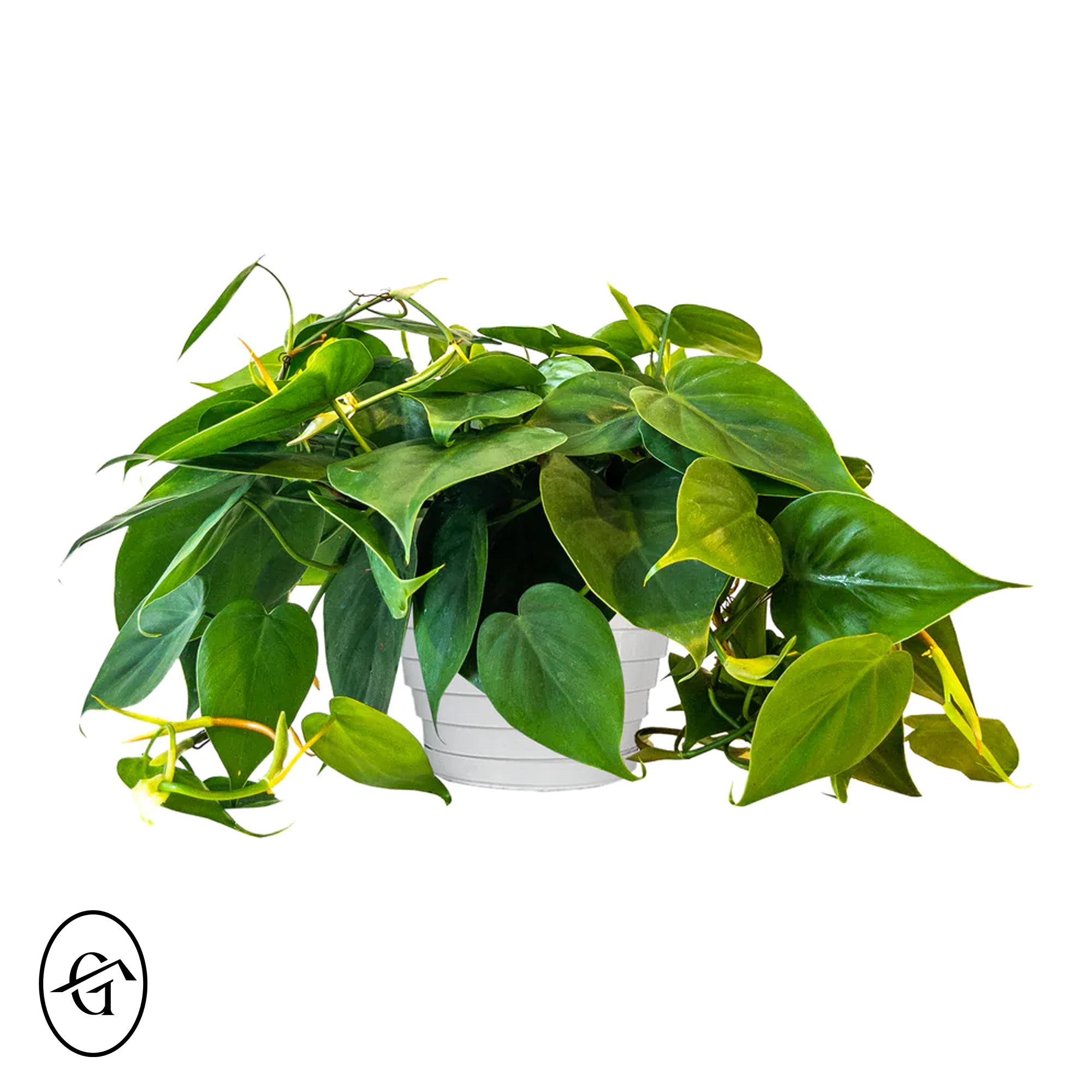 Heartleaf-Philodendron