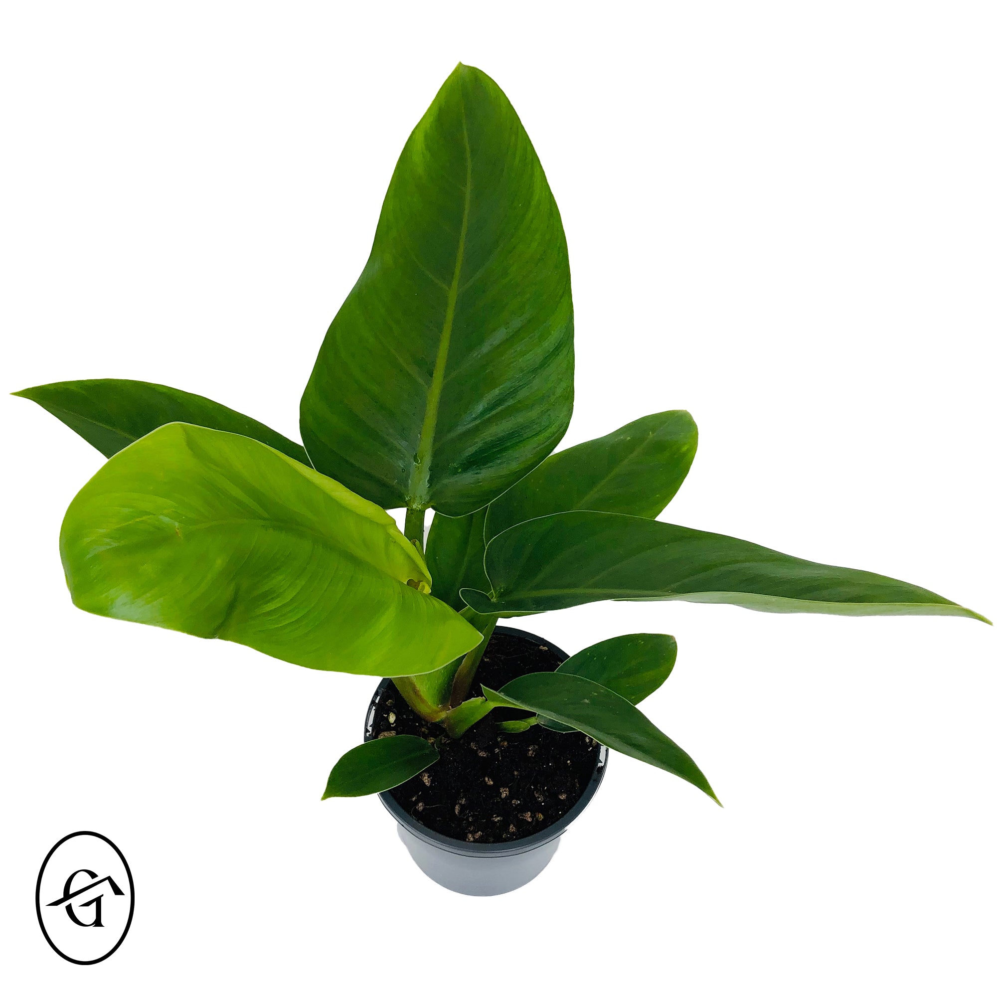 Philodendron-Imperial-Green