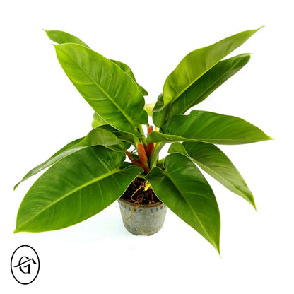 Philodendron-Imperial-Green