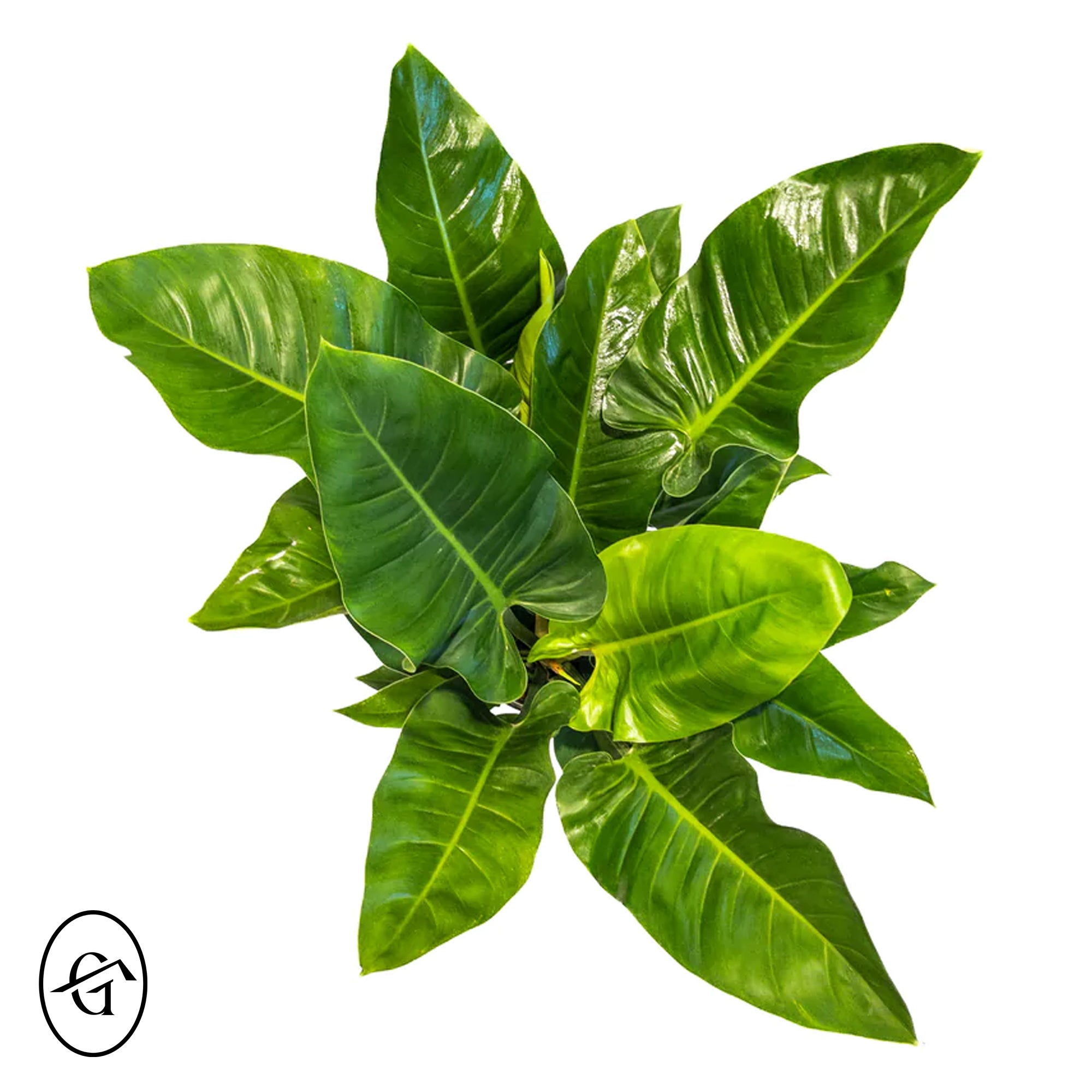 Philodendron-Imperial-Green