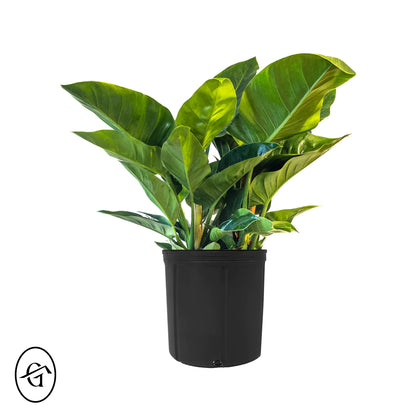 Philodendron-Imperial-Green