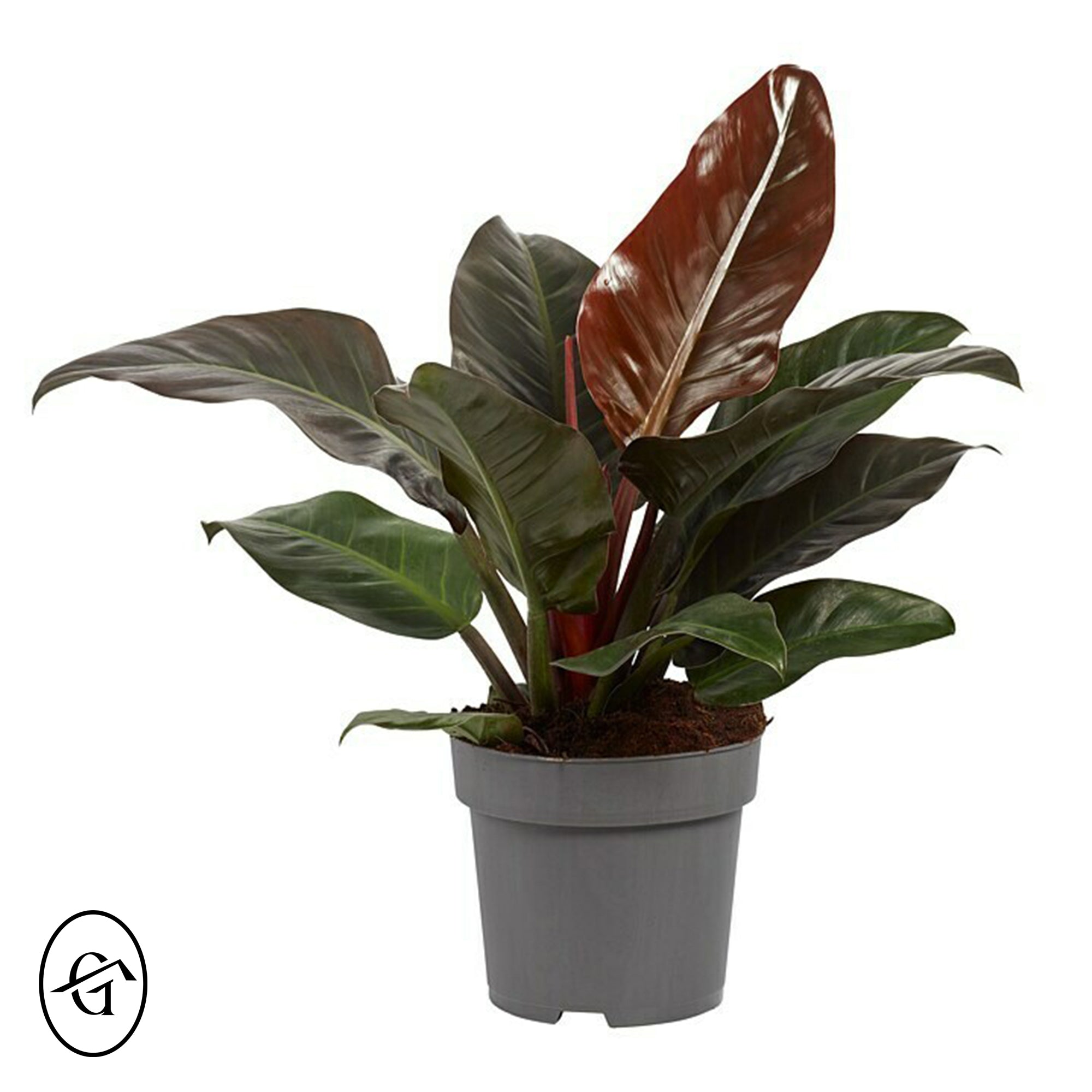 Philodendron-Imperial-Red