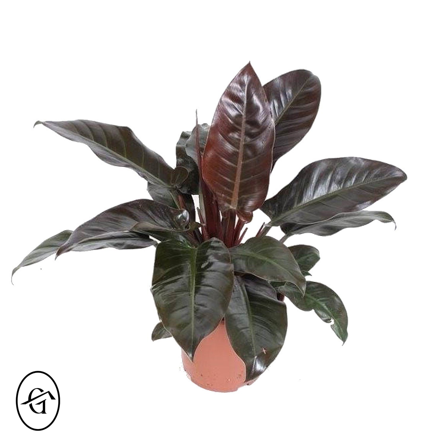 Philodendron-Imperial-Red