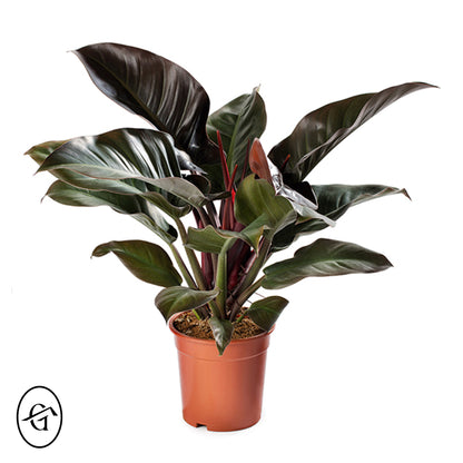 Philodendron-Imperial-Red