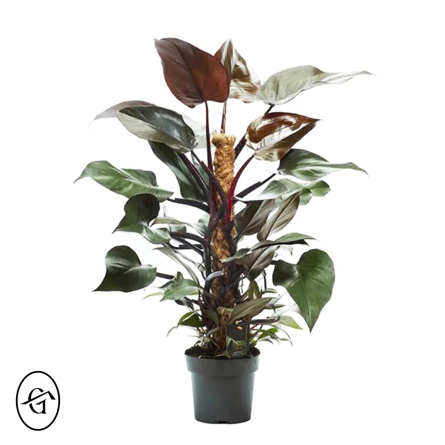 Philodendron-Royal-Queen