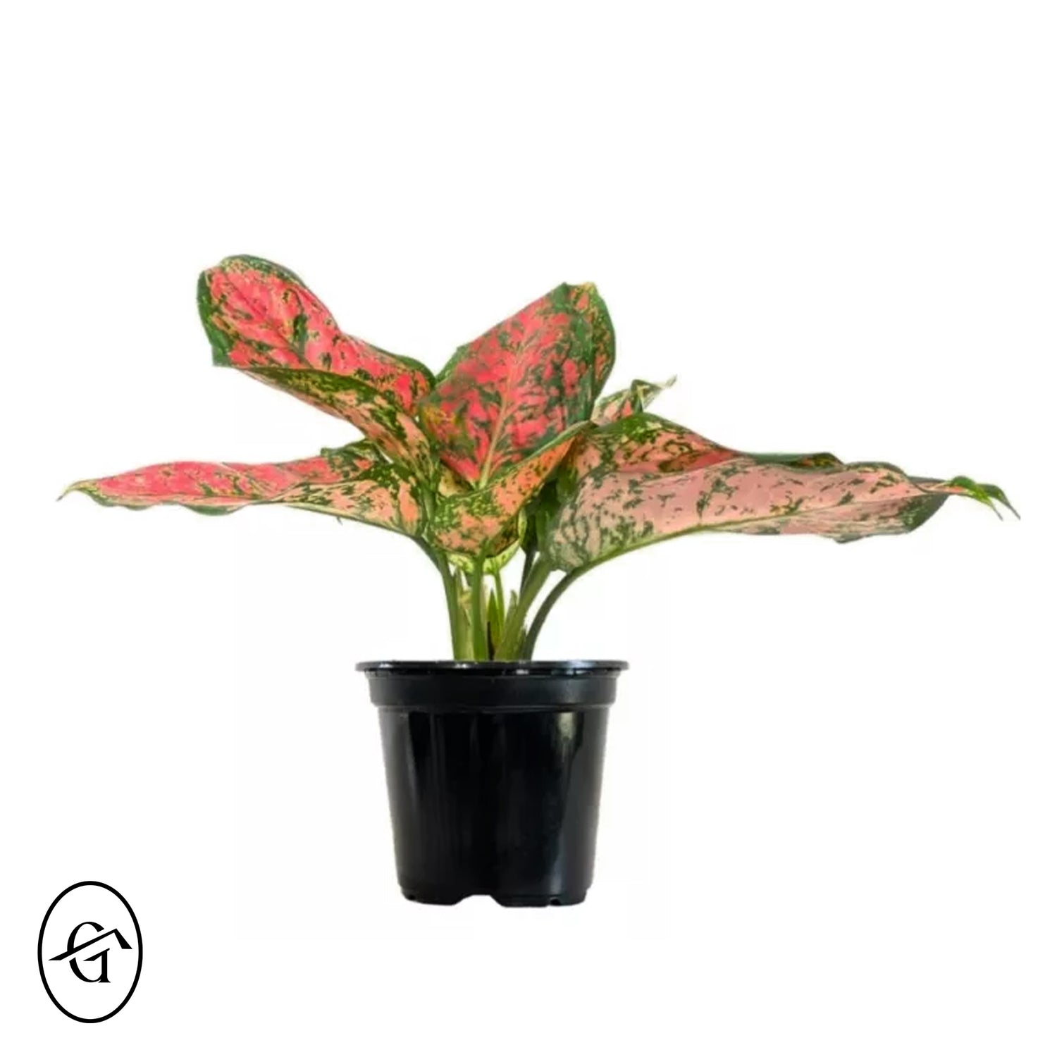 Aglaonema-Ruby-Ray