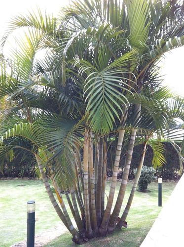 Yellow areca palm