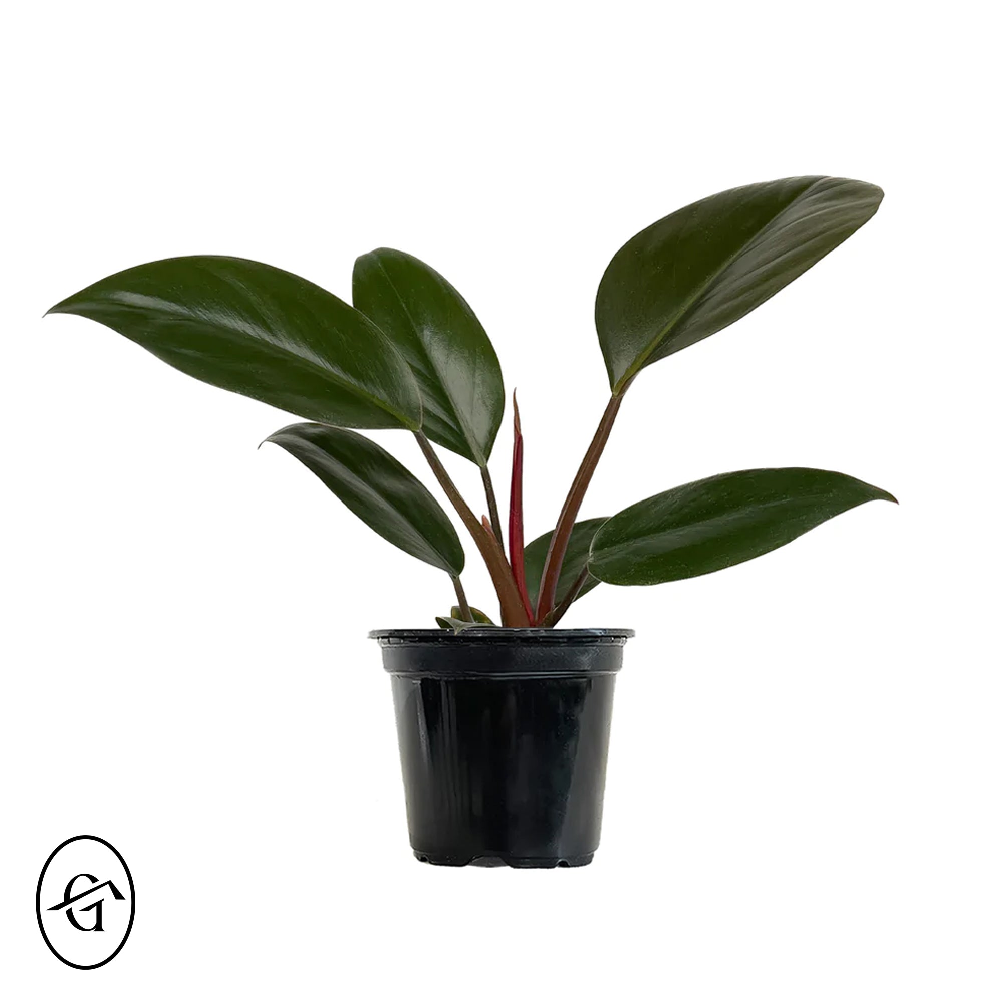 Philodendron-Royal-Queen