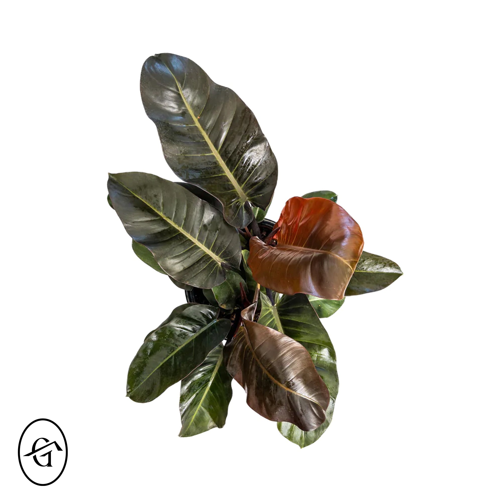 Philodendron-Imperial-Red