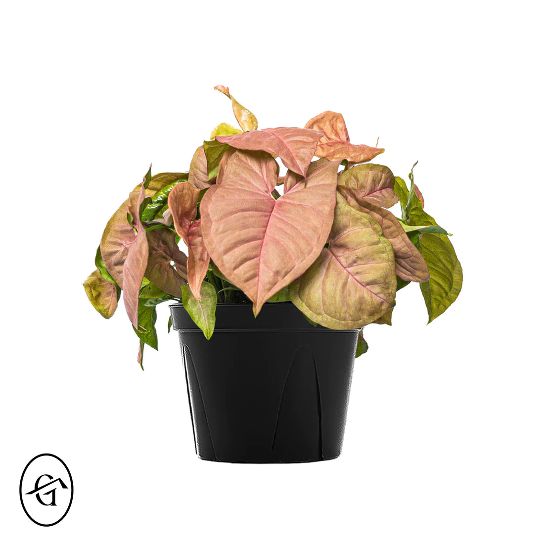 Pink-Syngonium