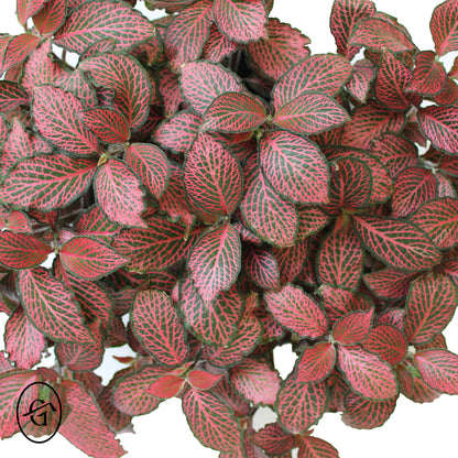 Red-Fittonia