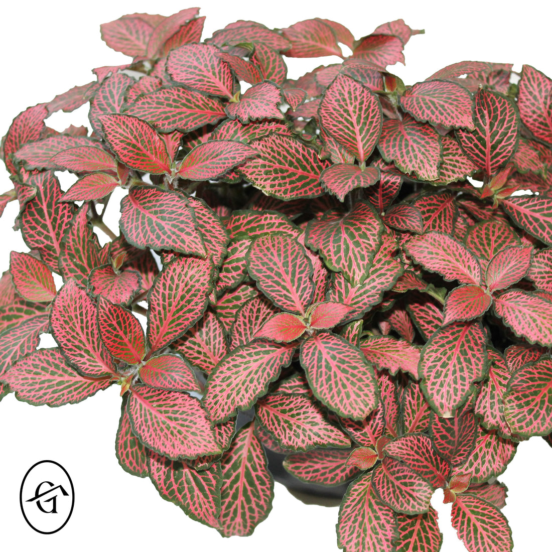 Red-Fittonia