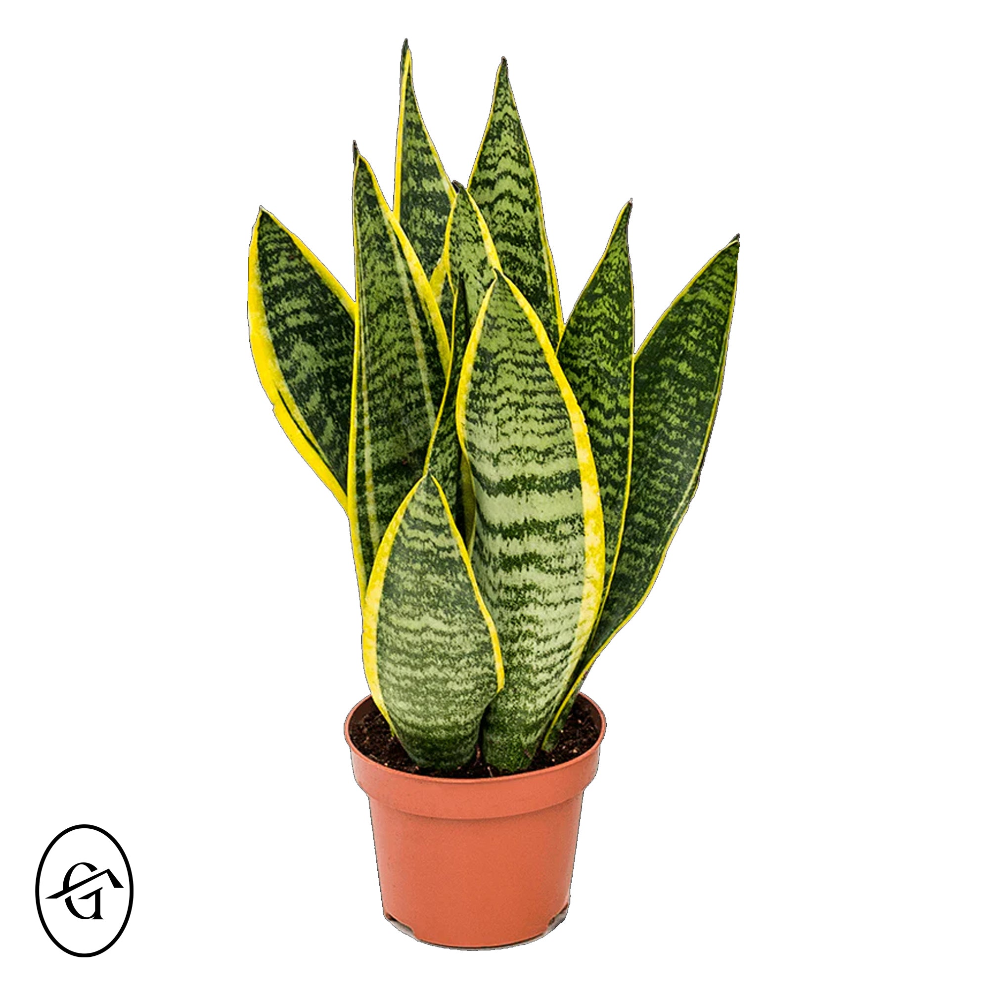 Snake-Plant