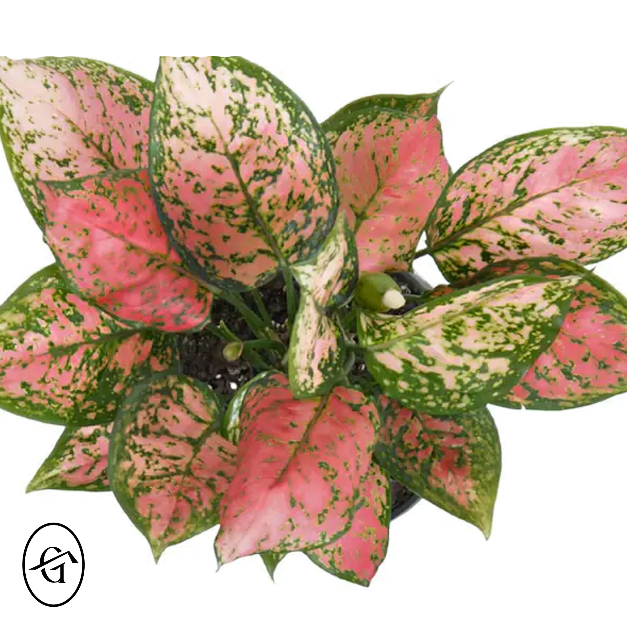 Aglaonema-Ruby-Ray