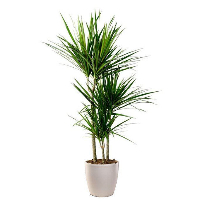 Dracaena-Marginata