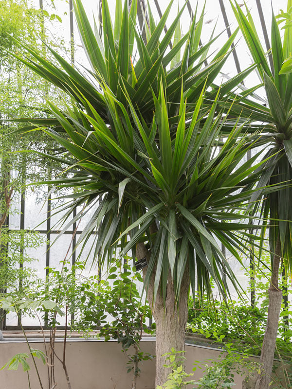 Dracena