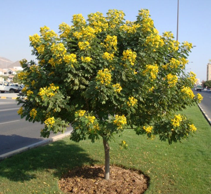 Cassia glauca