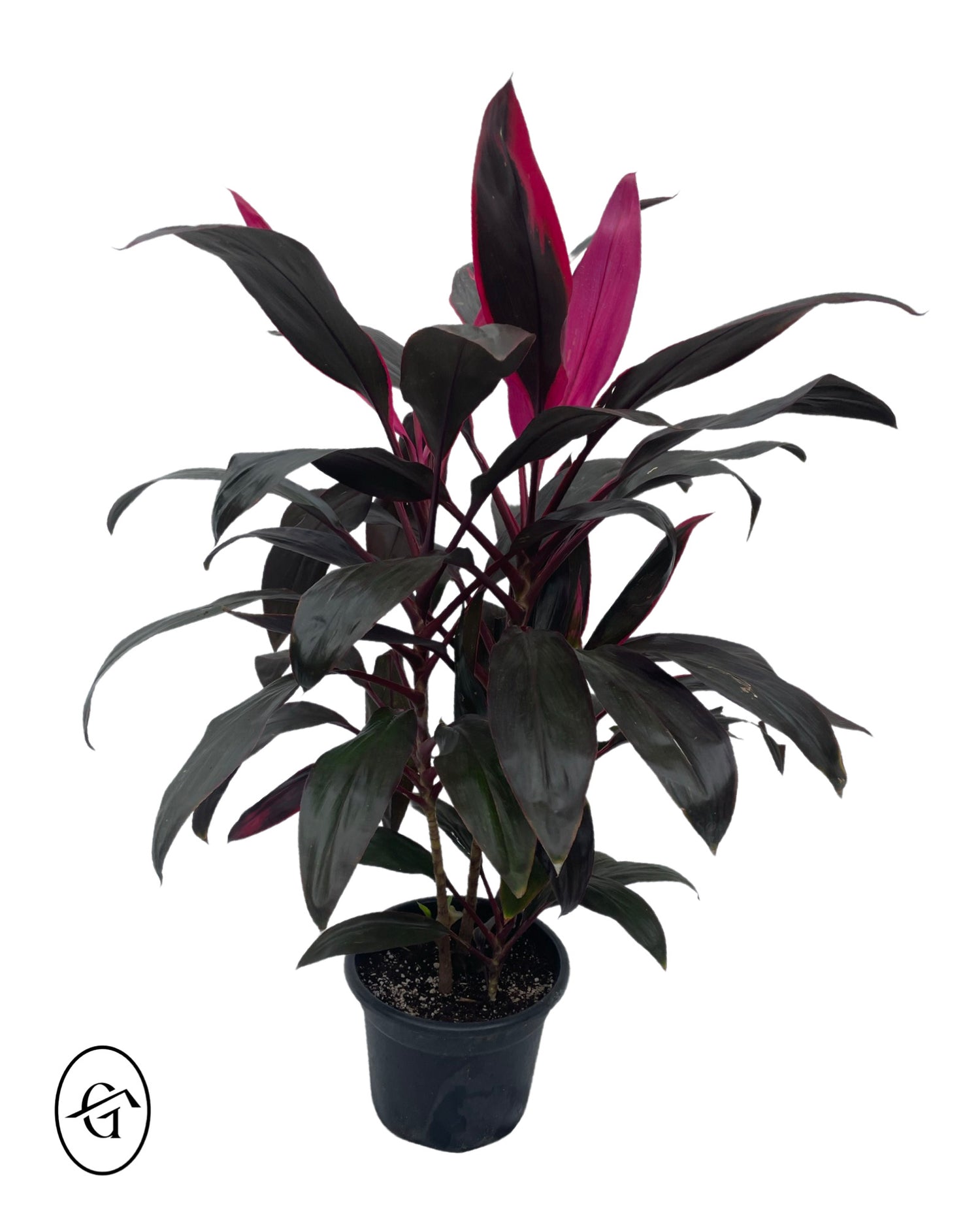 Cordyline Red