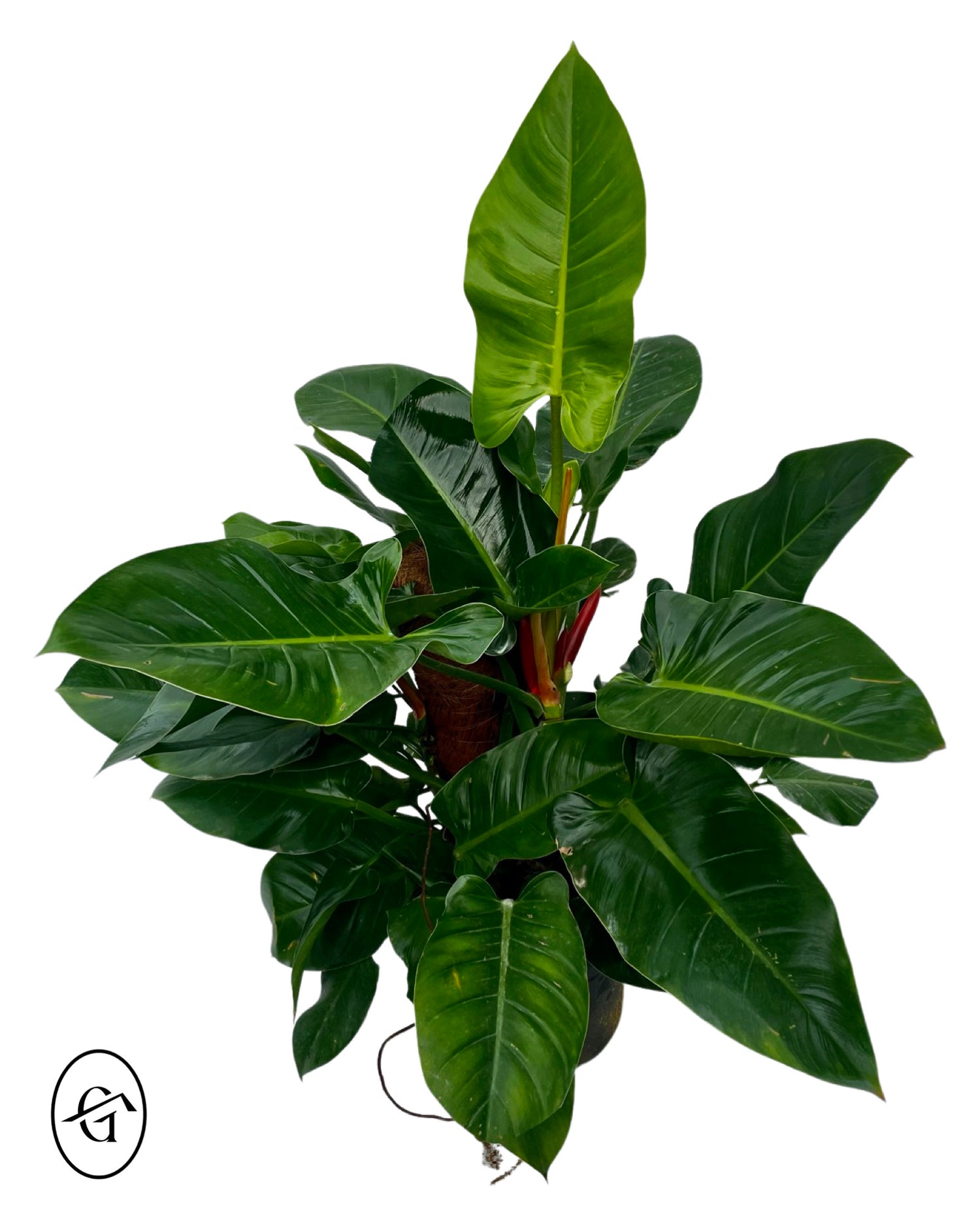 Philodendron Imperial Green Stick