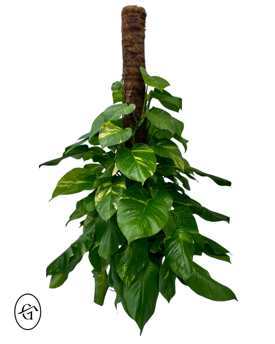 Golden Pothos stick