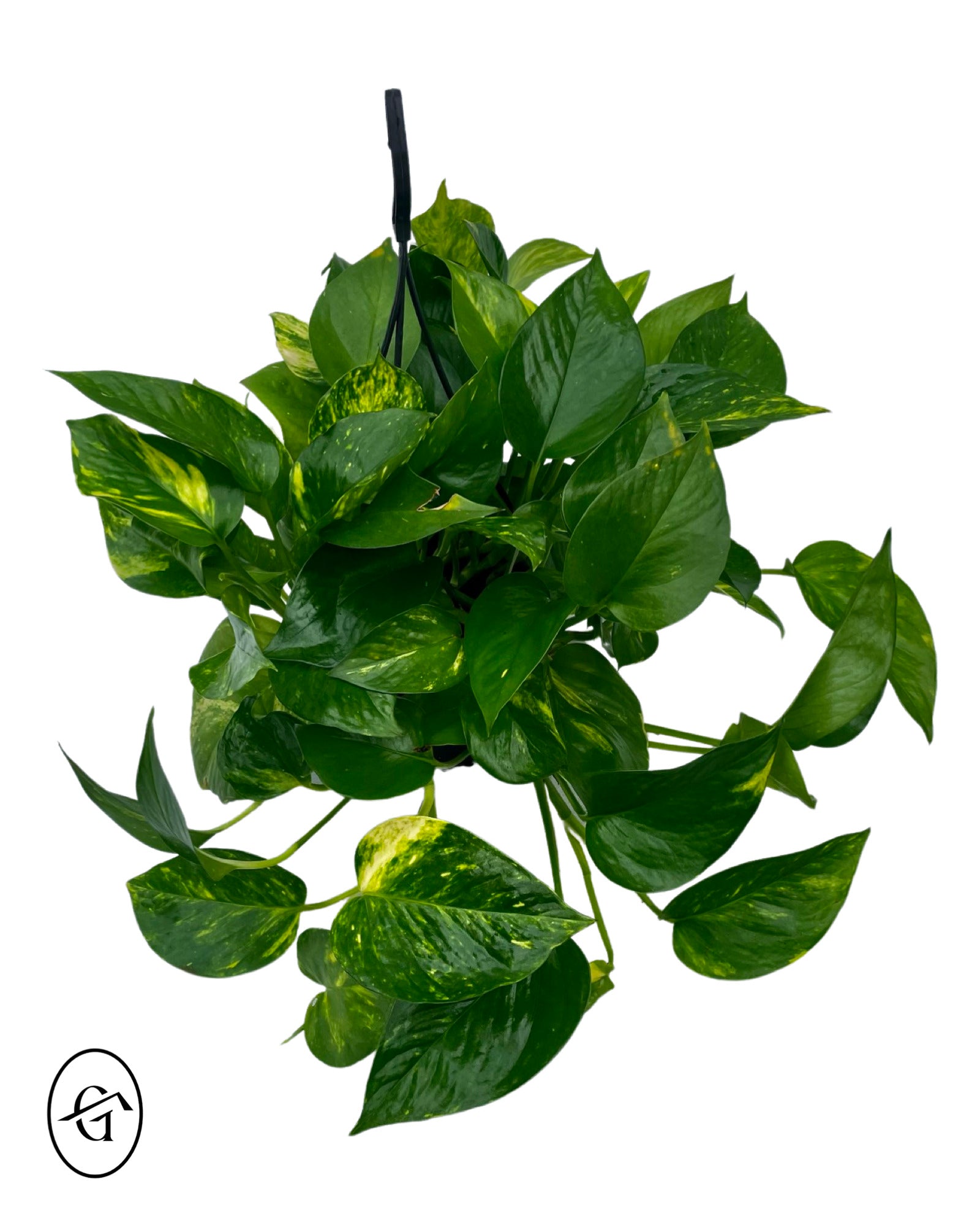 Golden Pothos