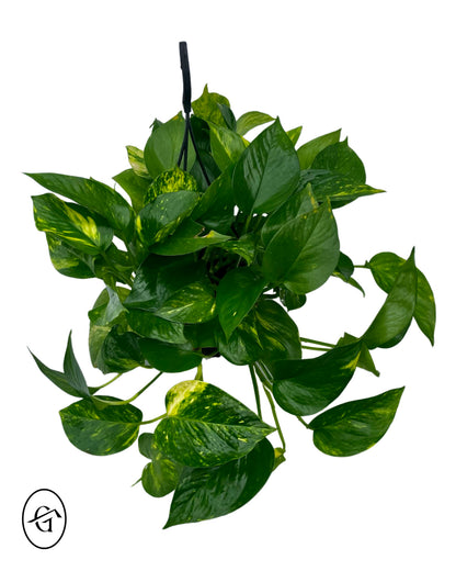 Golden Pothos