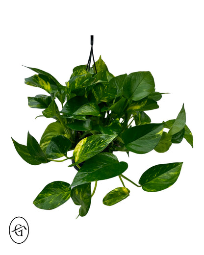 Golden Pothos