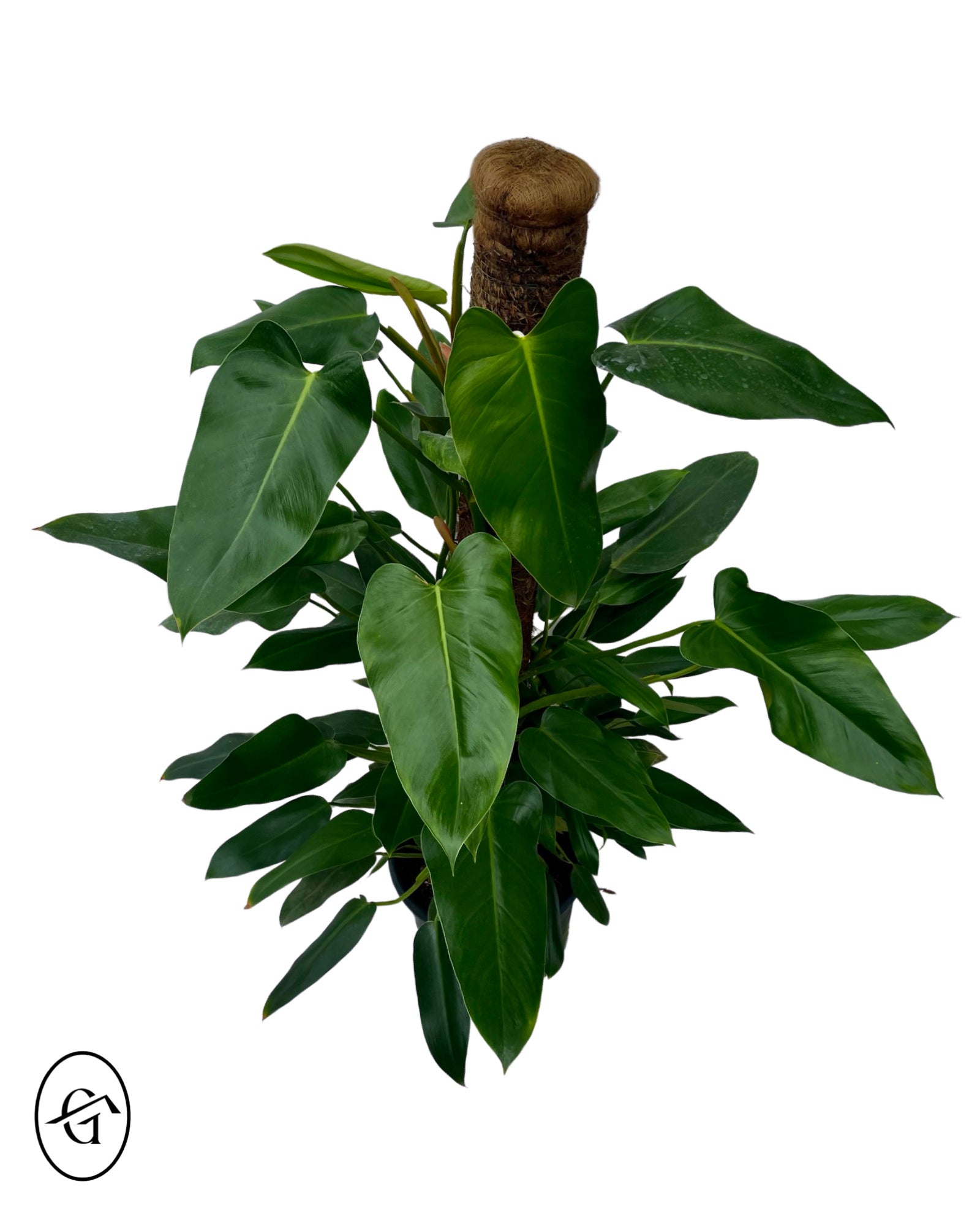 Philodendron-Red-Emerald