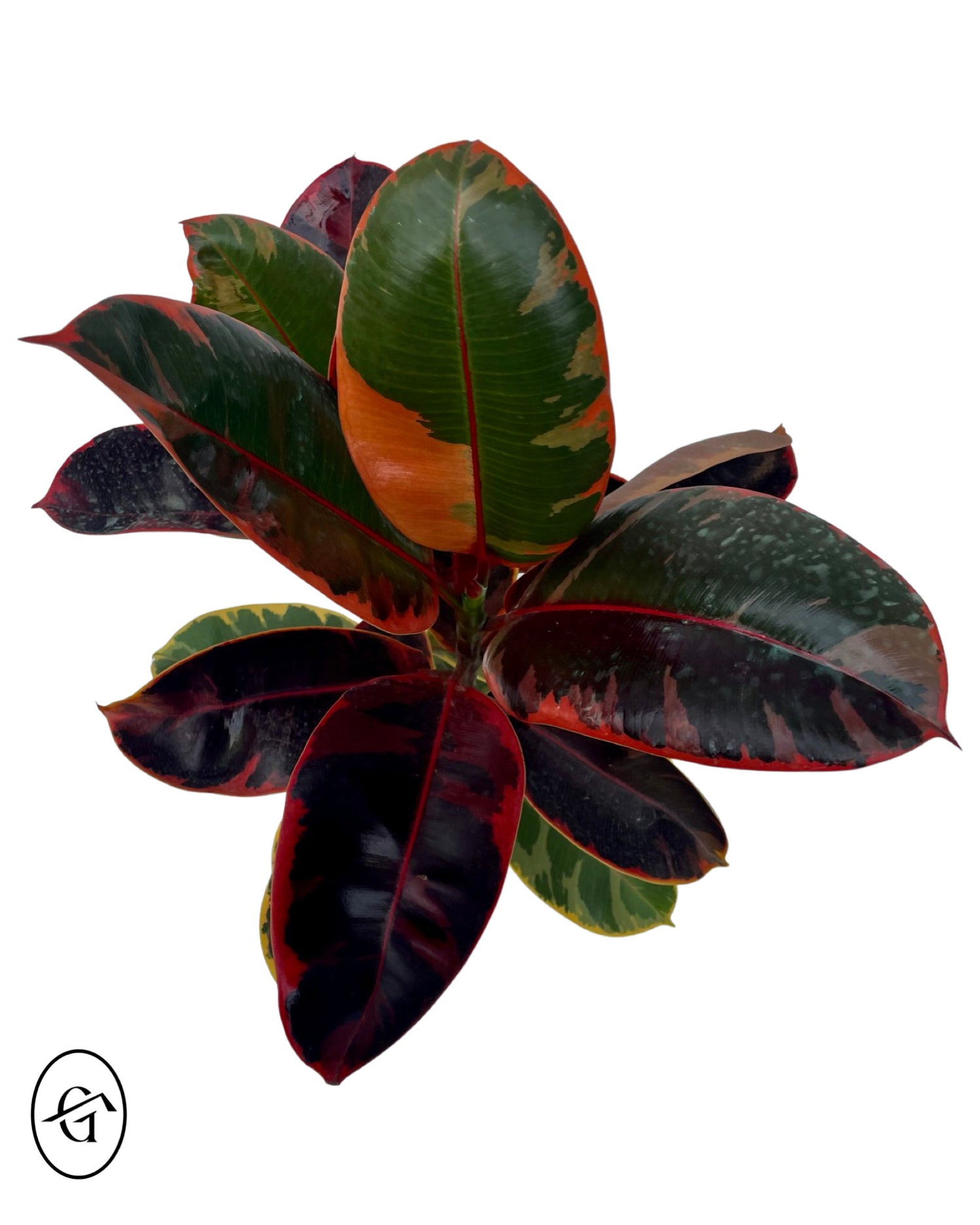 Ruby Rubber Ficus