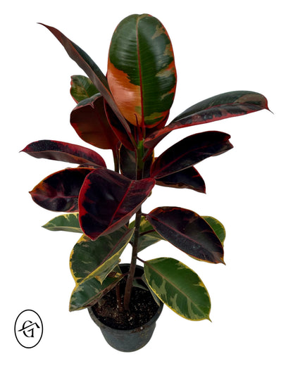 Ruby Rubber Ficus