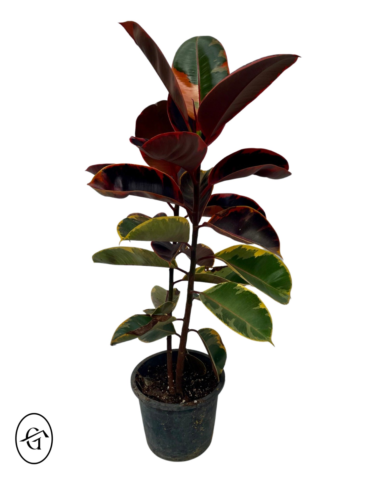 Ruby Rubber Ficus