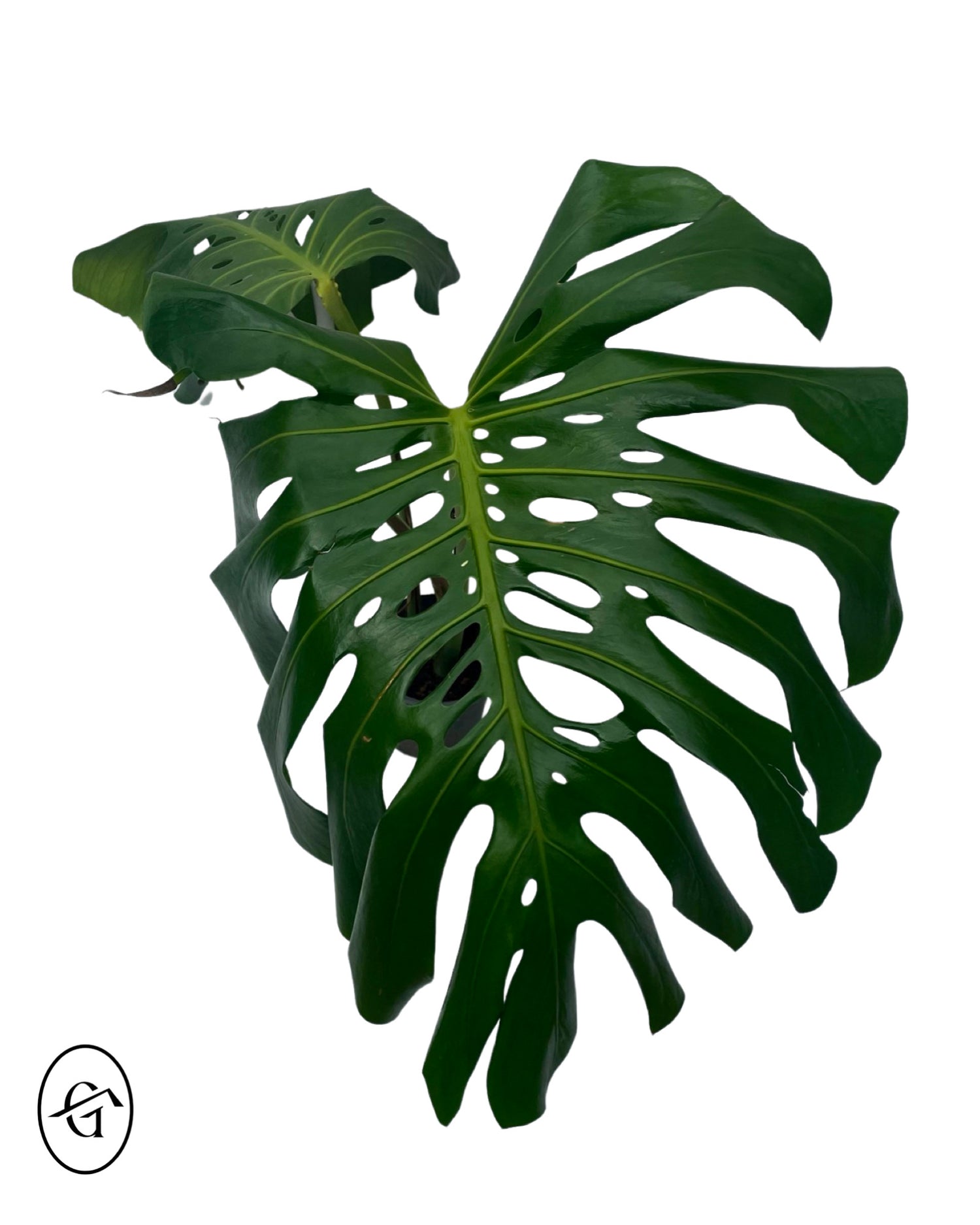 Monstera-Deliciosa