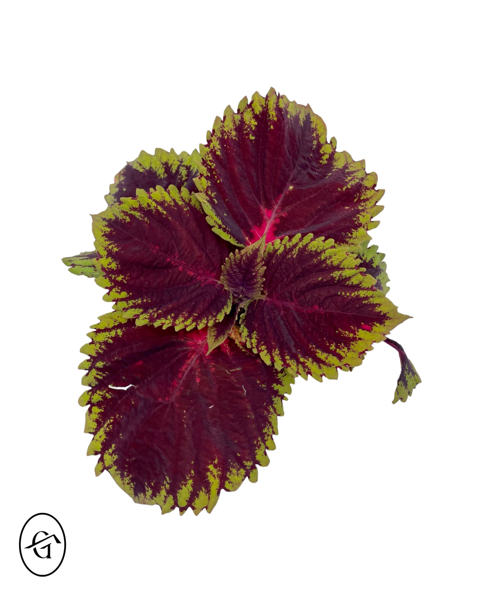 Coleus