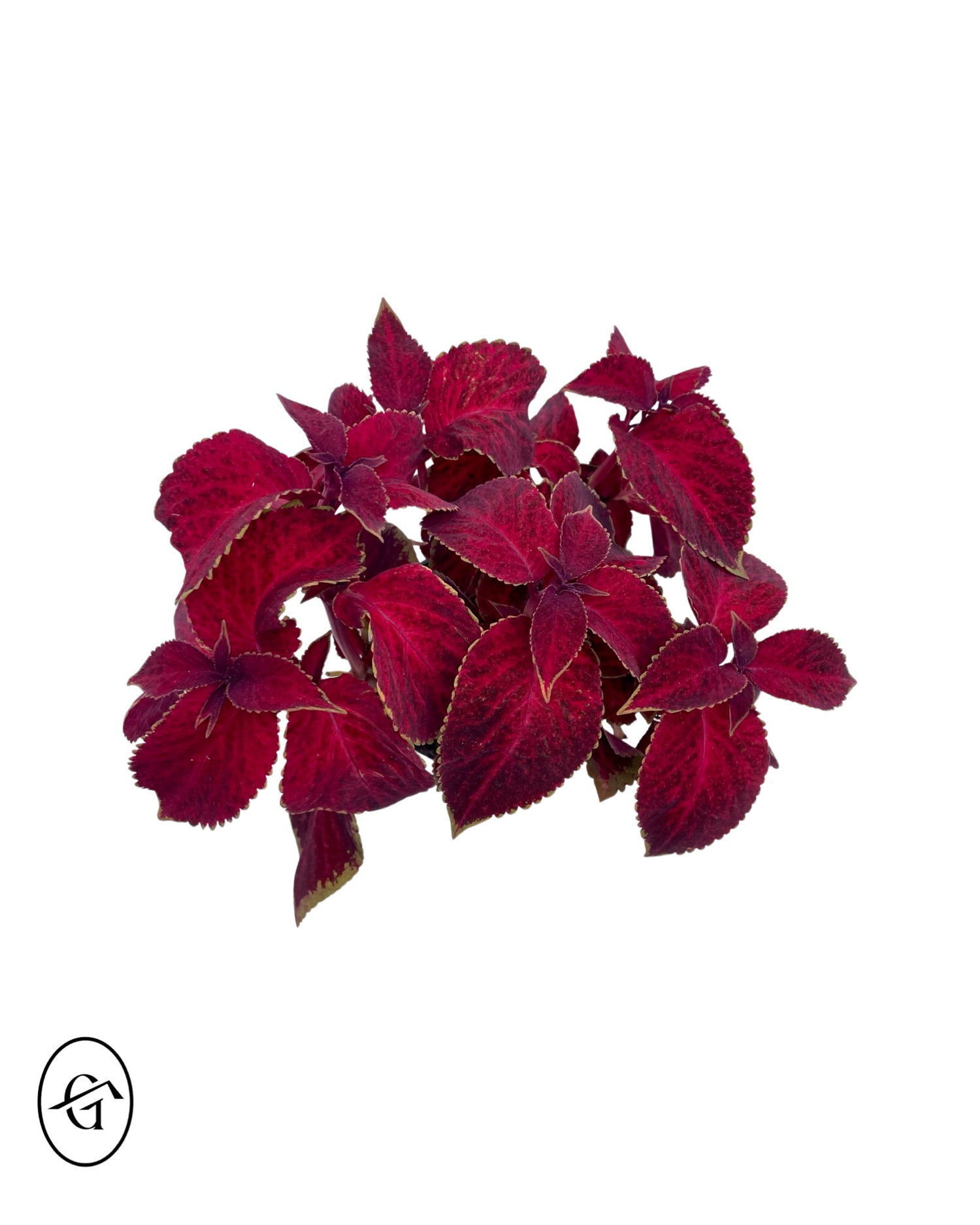 Coleus