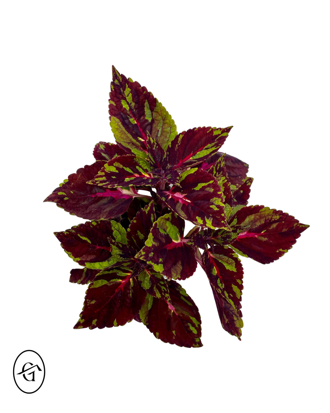 Coleus