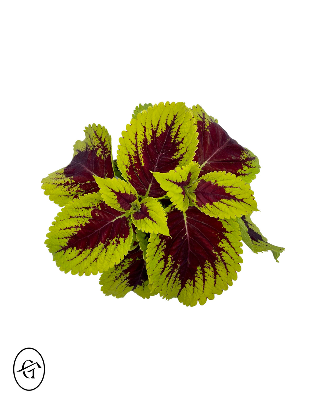 Coleus